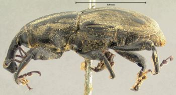 Media type: image;   Entomology 1039 Aspect: habitus lateral view
